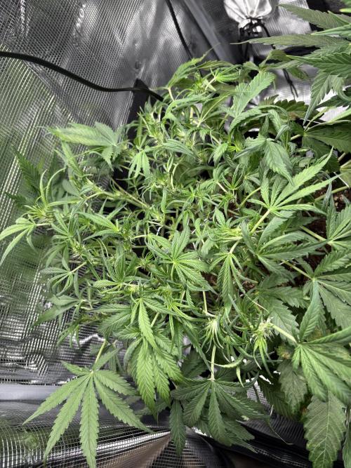 Cherry Cola Auto RF3. Week 4 - Day 31