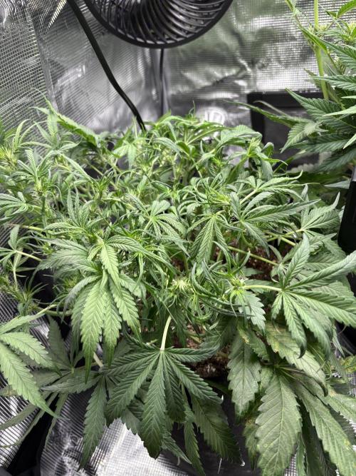 Cherry Cola Auto RF3. Week 4 - Day 31