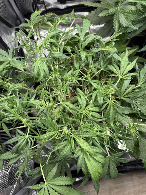 Cherry Cola Auto RF3. Week 4 - Day 31