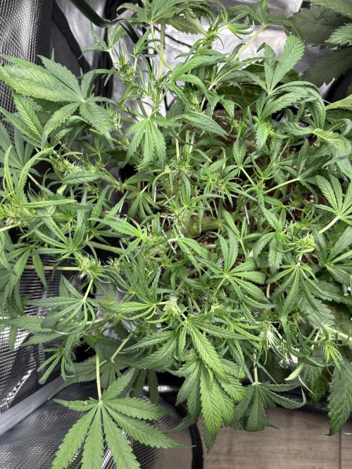 Cherry Cola Auto RF3. Week 4 - Day 31
