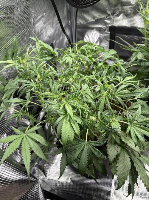 Cherry Cola Auto RF3. Week 4 - Day 31