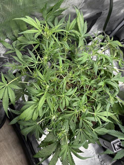 Cherry Cola Auto RF3. Week 4 - Day 31