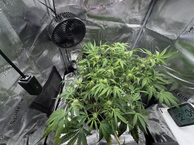 Cherry Cola Auto RF3. Week 5 - Day 37