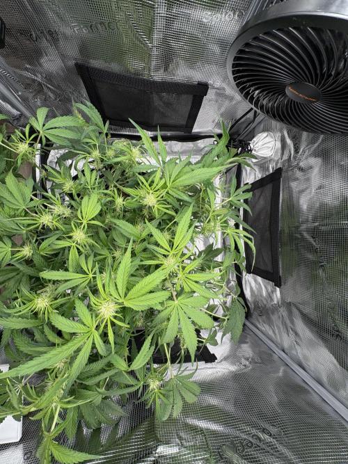 Cherry Cola Auto RF3. Week 5 - Day 37