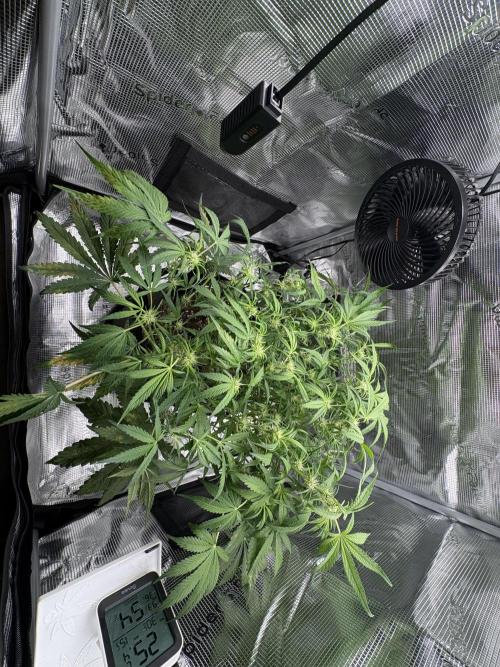 Cherry Cola Auto RF3. Week 5 - Day 37