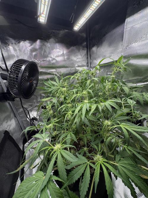 Cherry Cola Auto RF3. Week 5 - Day 37