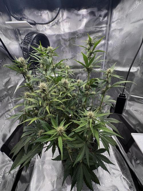 Purple Lemonade Auto. Week 5 - Day 38