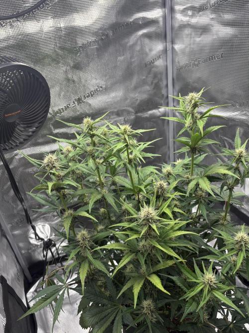 Purple Lemonade Auto. Week 5 - Day 38