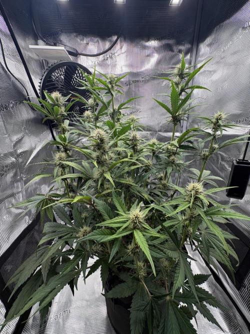 Purple Lemonade Auto. Week 5 - Day 38