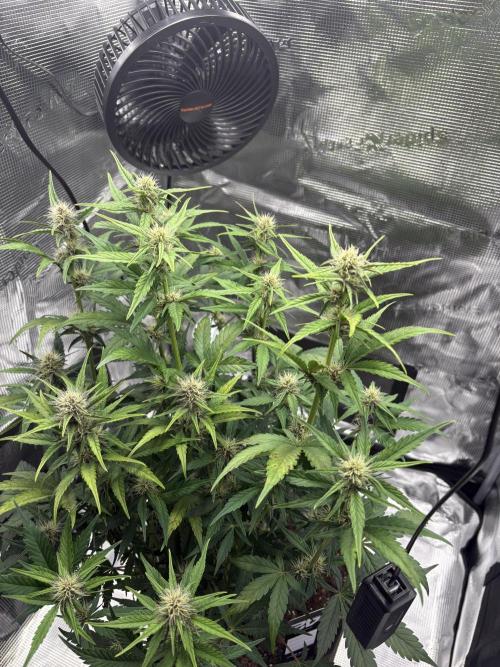 Purple Lemonade Auto. Week 5 - Day 38
