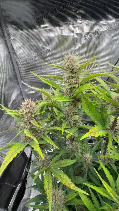 Purple Lemonade Auto