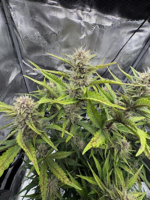 Purple Lemonade Auto. Week 6