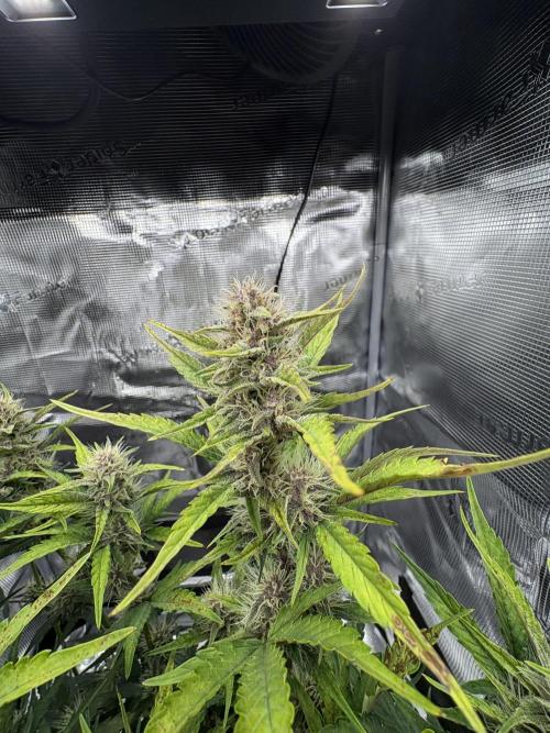 Purple Lemonade Auto. Week 6
