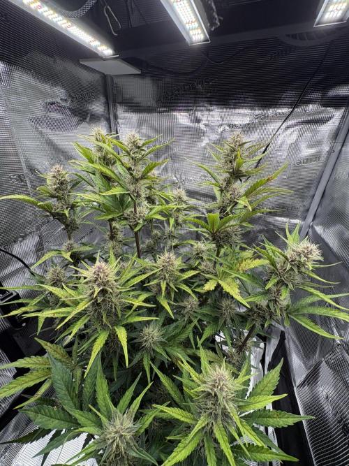 Purple Lemonade Auto. Week 6