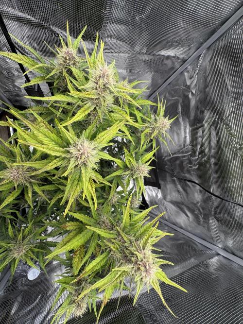 Purple Lemonade Auto. Week 6