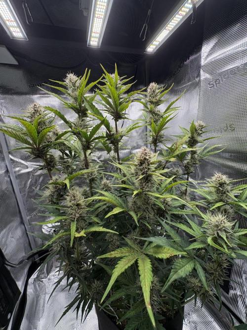 Purple Lemonade Auto. Week 6