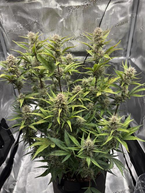 Purple Lemonade Auto. Week 6