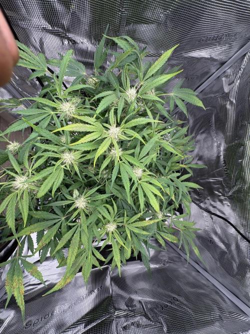 Cherry Cola Auto RF3. Week 6