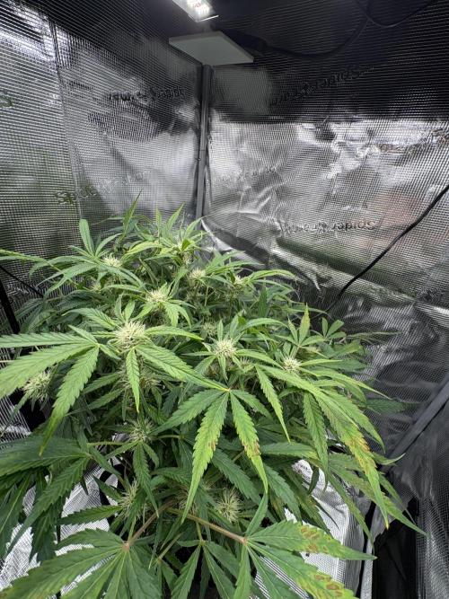 Cherry Cola Auto RF3. Week 6