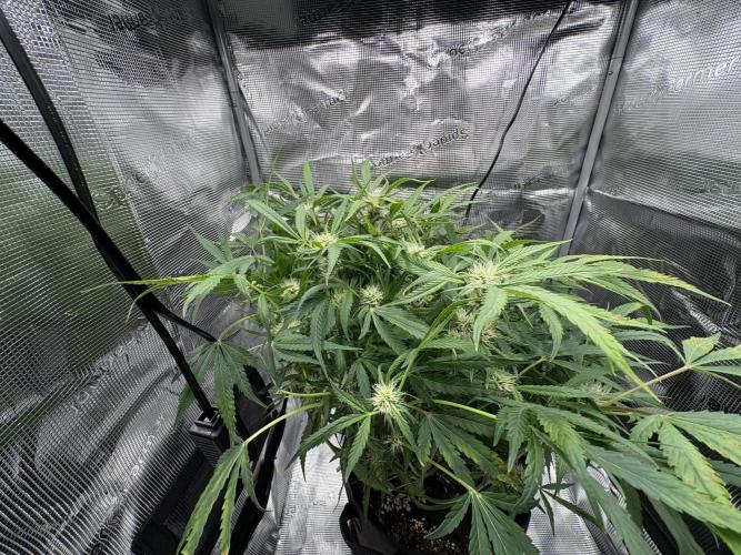 Cherry Cola Auto RF3. Week 6