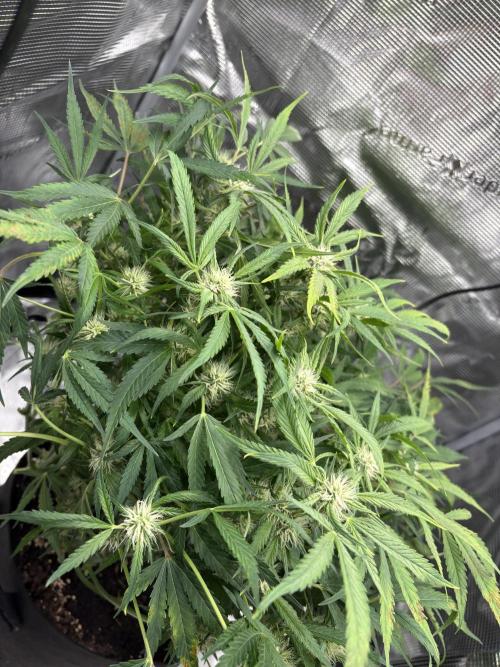 Cherry Cola Auto RF3. Week 6