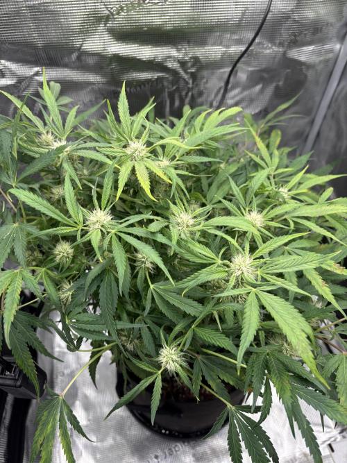 Cherry Cola Auto RF3. Week 6