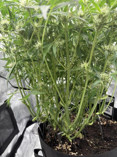 Cherry Cola Auto RF3. Week 6