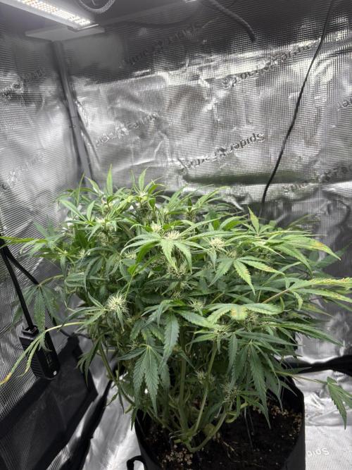 Cherry Cola Auto RF3. Week 6