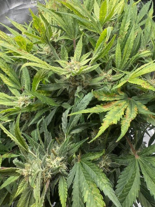 Cherry Cola Auto RF3. Week 7