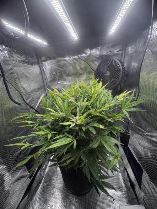 Cherry Cola Auto RF3. Week 7