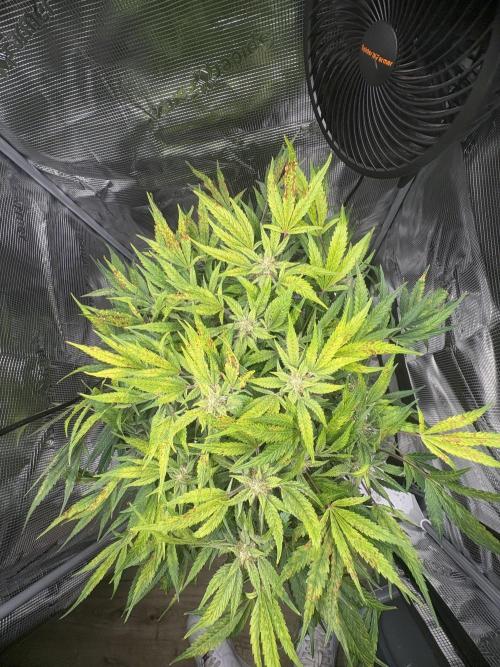 Cherry Cola Auto RF3. Week 7