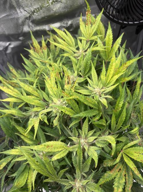 Cherry Cola Auto RF3. Week 7