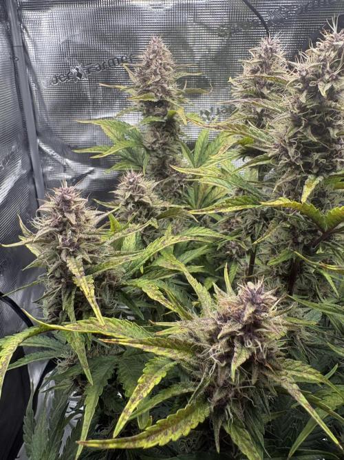 Purple Lemonade Auto. Week 7