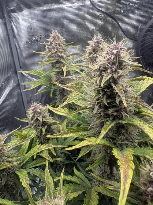 Purple Lemonade Auto. Week 7