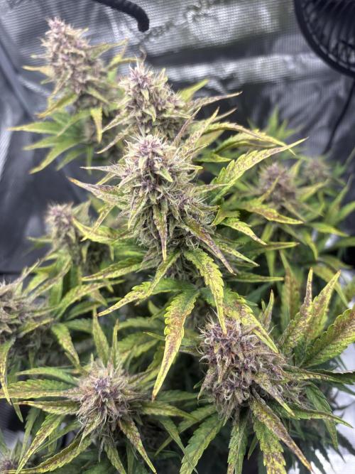 Purple Lemonade Auto. Week 7
