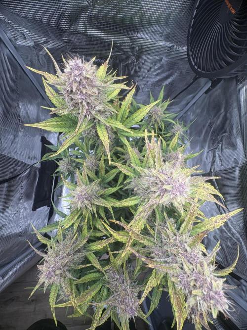 Purple Lemonade Auto. Week 7