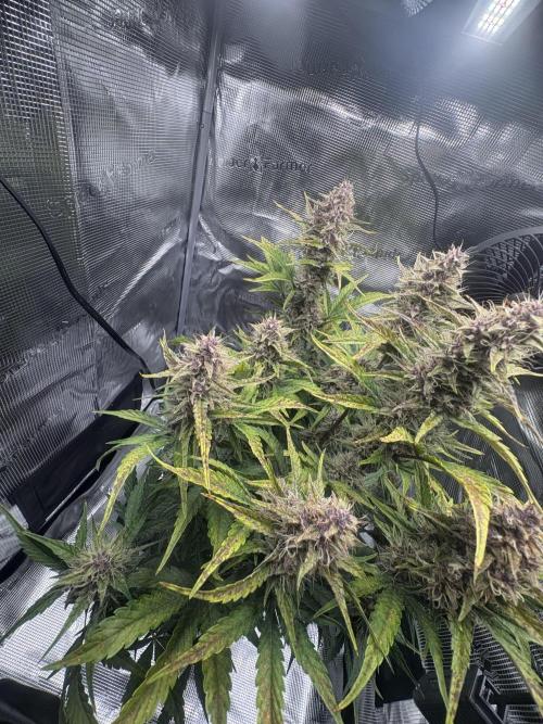 Purple Lemonade Auto. Week 7
