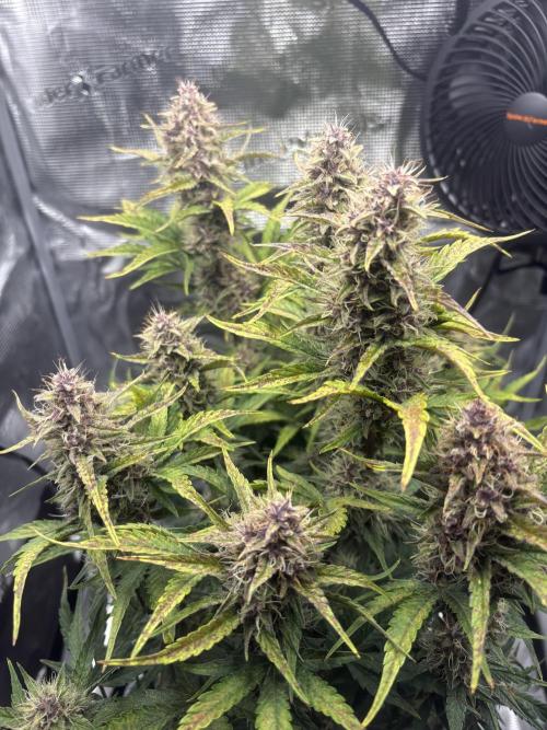 Purple Lemonade Auto. Week 7