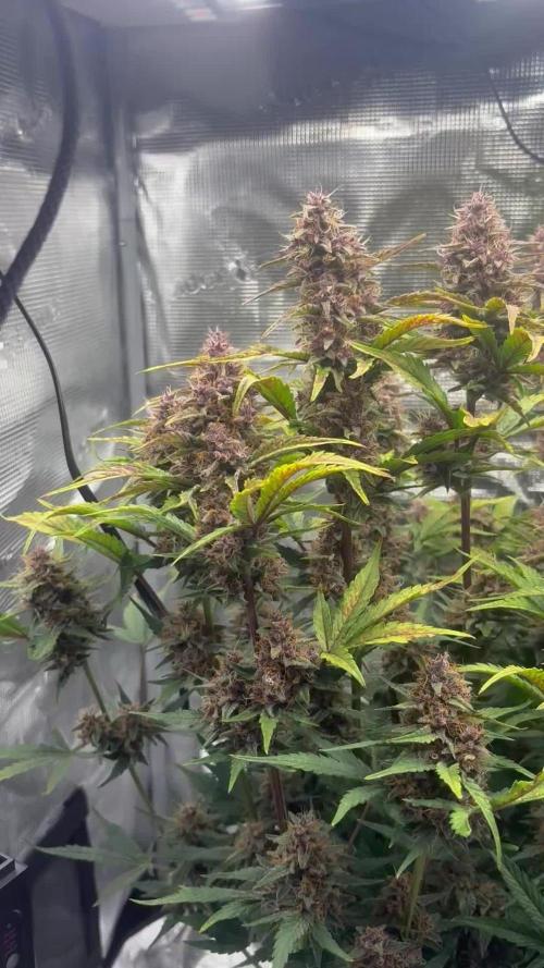 Purple Lemonade Auto