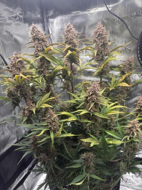 Purple Lemonade Auto. Week 8
