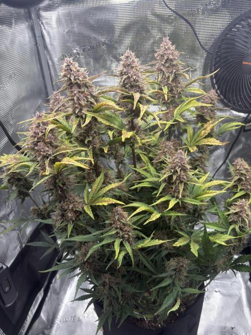Purple Lemonade Auto. Week 8