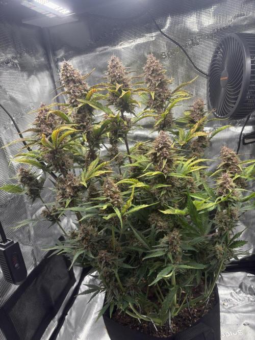 Purple Lemonade Auto. Week 8