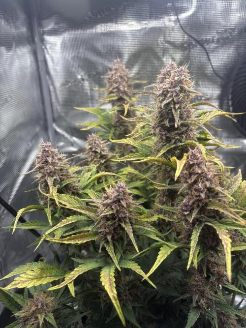 Purple Lemonade Auto. Week 8