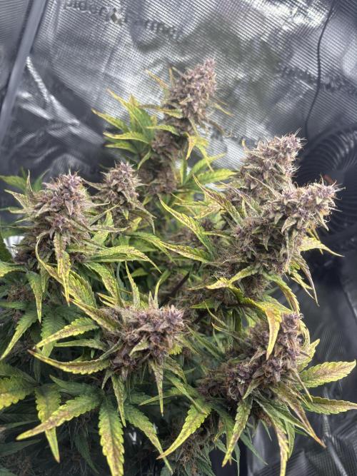 Purple Lemonade Auto. Week 8