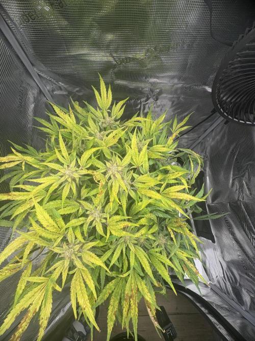 Cherry Cola Auto RF3. Week 8