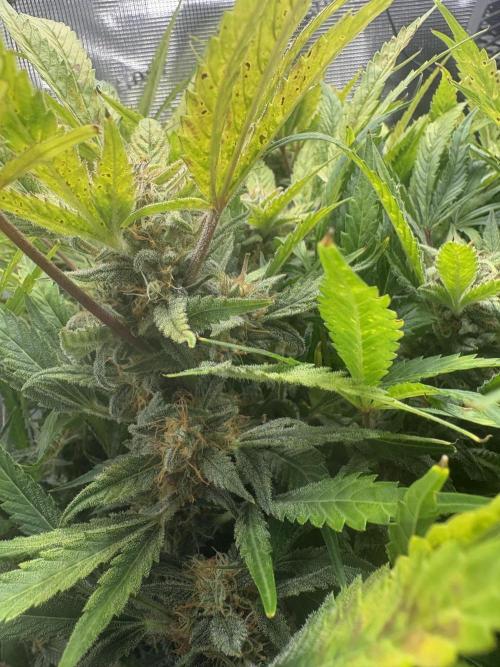 Cherry Cola Auto RF3. Week 8