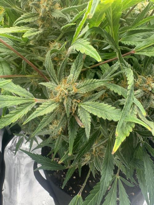 Cherry Cola Auto RF3. Week 8