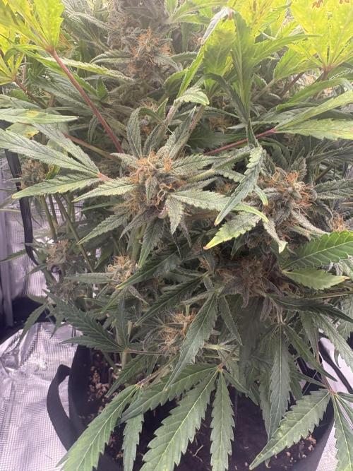 Cherry Cola Auto RF3. Week 8