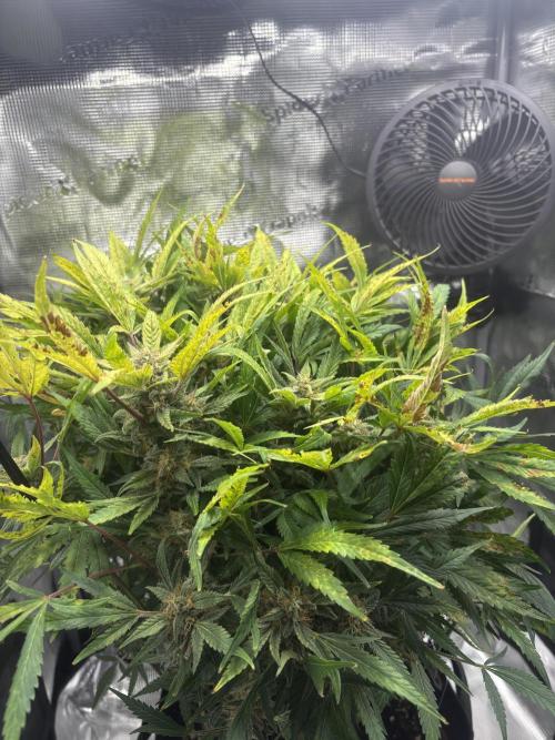Cherry Cola Auto RF3. Week 8