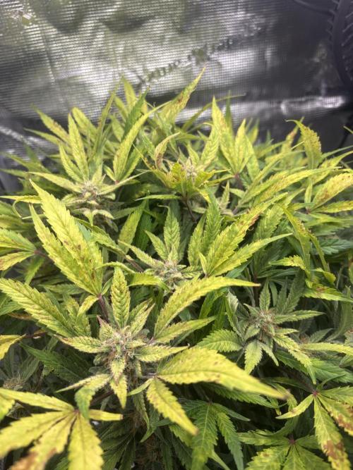 Cherry Cola Auto RF3. Week 8